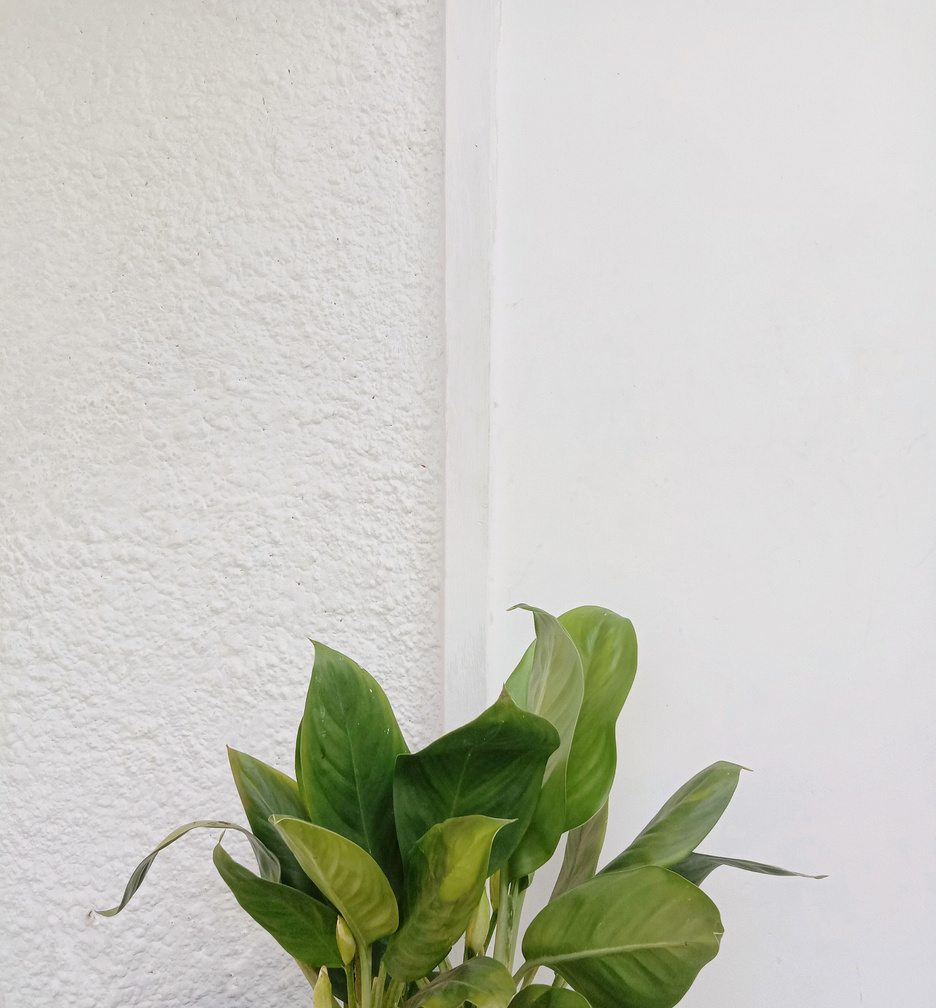 plant with white background